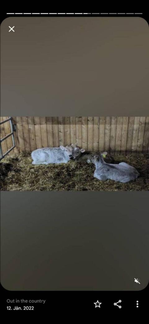 Braunvieh Zuchtkälber