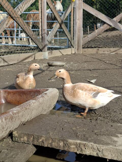 Enten