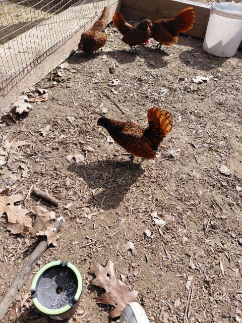 Sebright