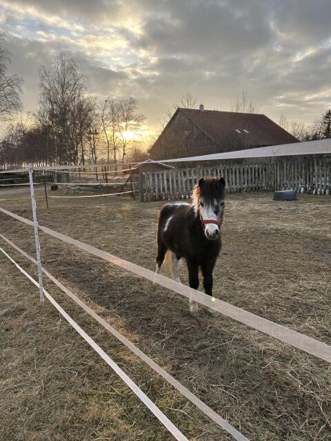 Ponywallach Hugo