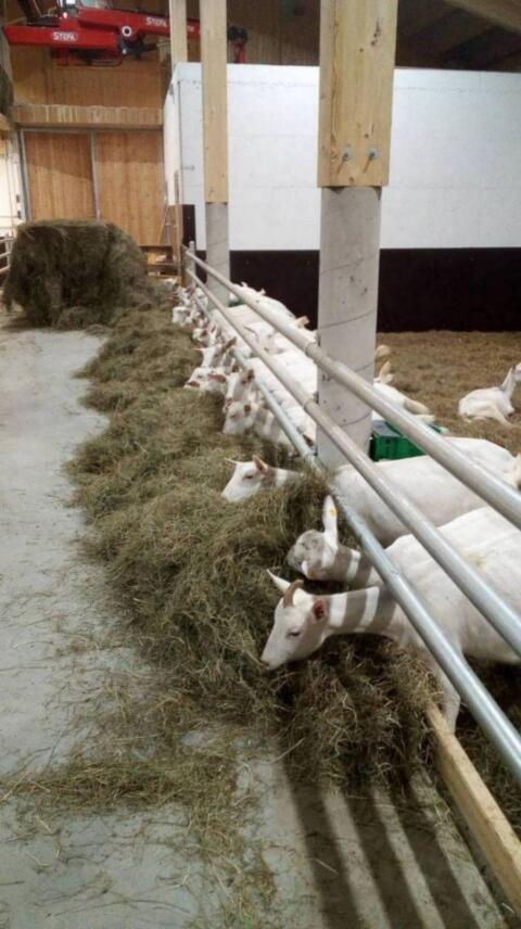 Heu Grummet Rundballen