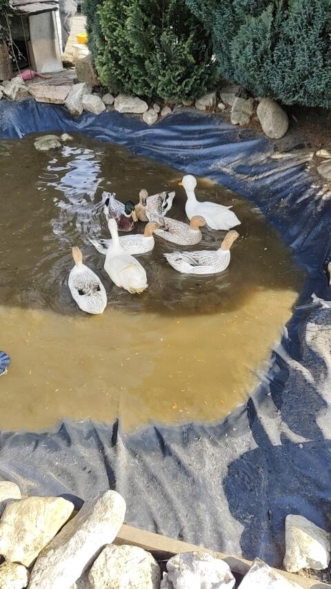 Bruteier Enten