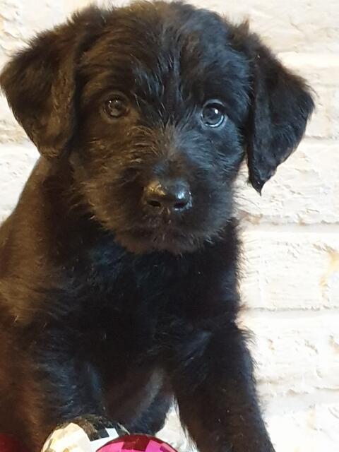 Labradoodle F1