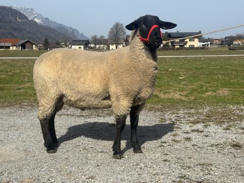 Suffolk Herdbuchbock