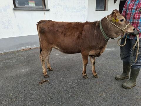 Jersey Kälber