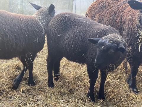 Jura Lämmer, 5 Monate alt