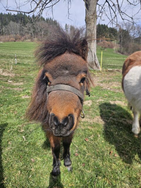 Pony Stuten