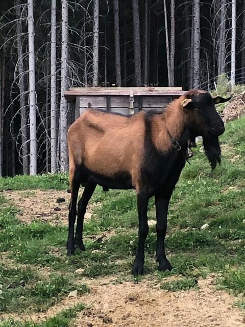 Ziegenbock gamsfarbig