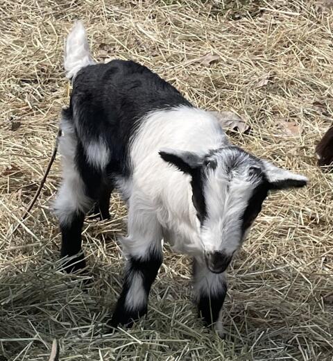 Junger Pfauenziegenbock