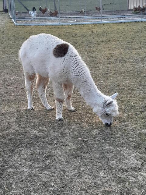 Alpaka-Wallach abzugeben