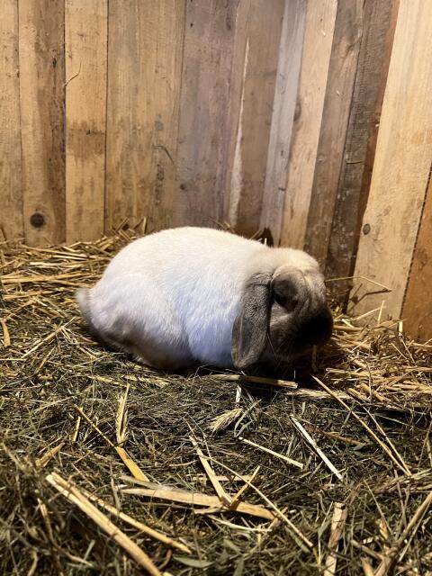 Mini Lop Rammler