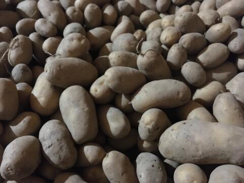 Bio-Kartoffel Ditta Salatkartoffel, Hermes Knödel