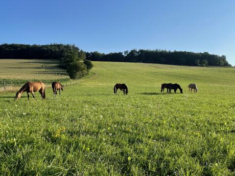 Weide für Jungpferde
