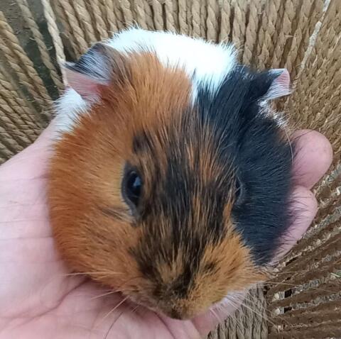 Meerschweinchen