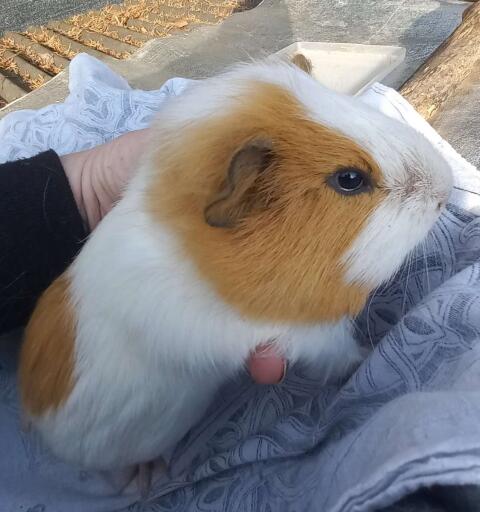 Meerschweinchen