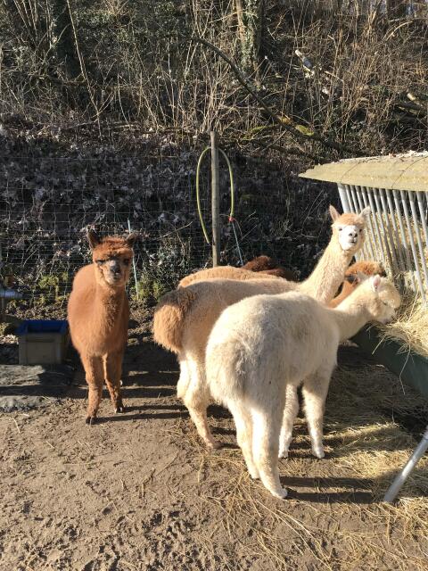 Alpaka Huacaya Herde