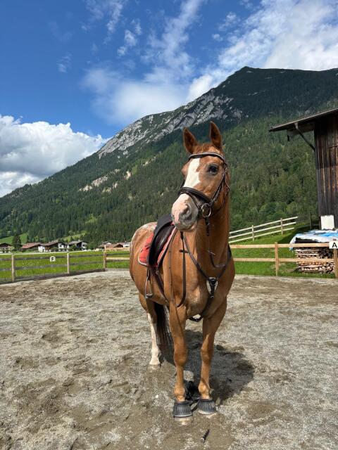 Schweren Herzens zu verkaufen: Unsere Appaloosa-Stute „Arizo