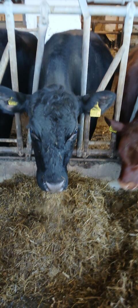 Angus Kuh mit Kalb