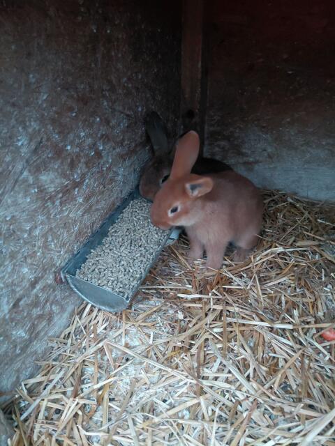 Süße Kaninchen