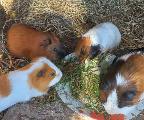 Meerschweinchen
