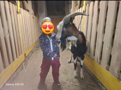 Tauernschecken Bock Ghandi