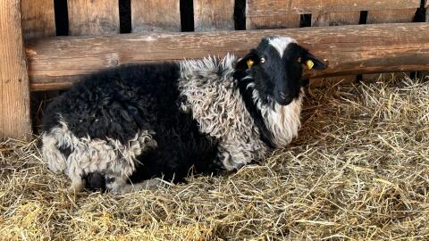 Krainer Steinschaf Bock