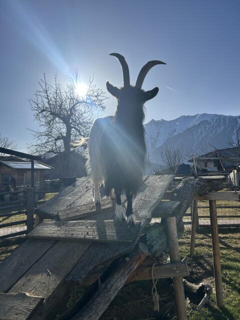 Walliser Ziegen
