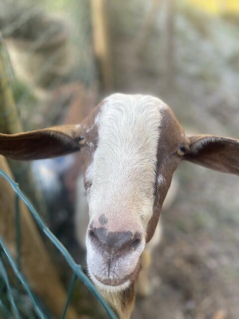 Ziegenbock