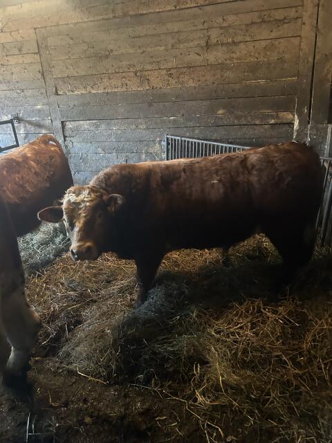 Limousin Sprungstiere