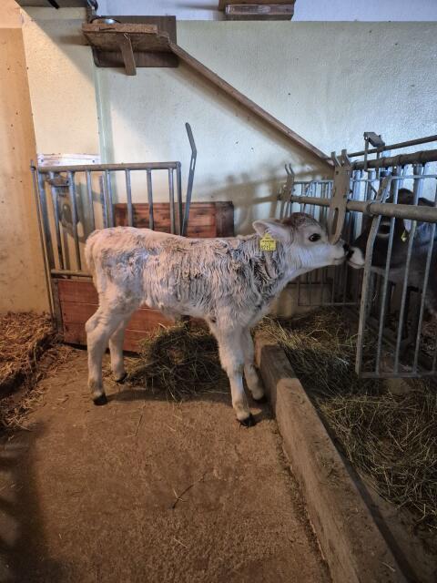 Grauvieh Kuhkalb Herdebuch Bio