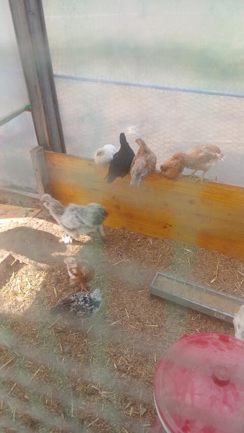 Bundlegehühner