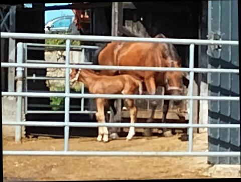 Warmblut Stute Wiviann Van W