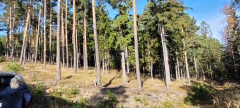 Waldverkauf privat