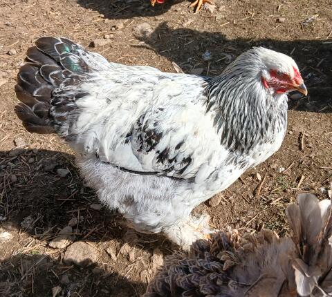 Brahma Hähne