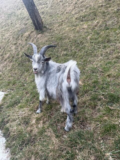 Jungbock