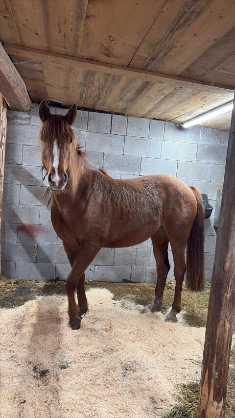 Sucht dringend neues Zuhause Araber-Mix-Stute Orca