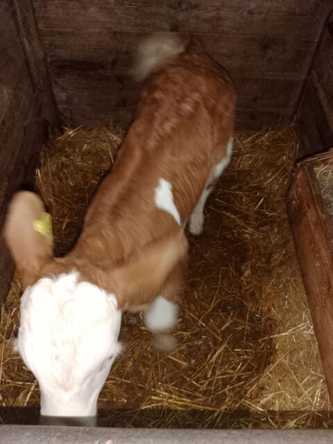 Genetisch hornloses FV-Stierkalb