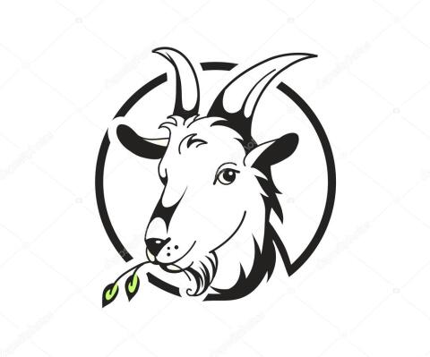 Saanen Ziegenkitze