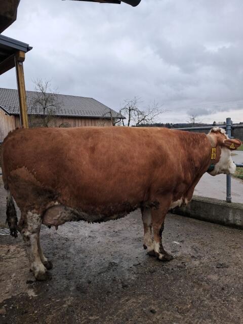 Verkaufe Großträchtige Bio-FL Kuh