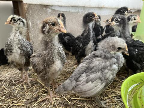 Küken von Zwiehuhnrassen