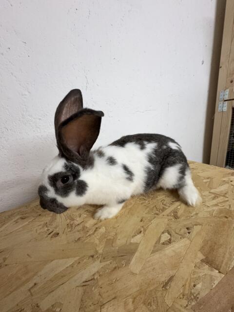 Riesenscheck Kaninchen