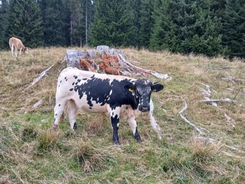 Pustertaler Sprinzen Kalbin Bio