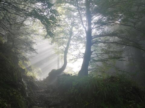Suche Wald