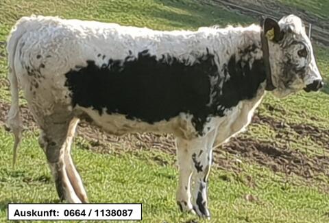 PSS Kalbin Bio