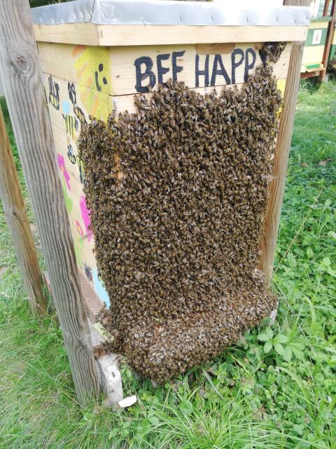 Carnica Wirtschaftsvölker Graz Umgebung