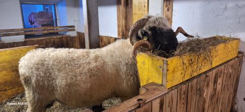 Walliser Schwarznasen Widder