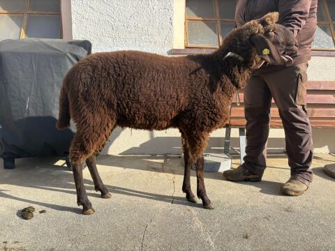 Braunes Bergschaf Kilber