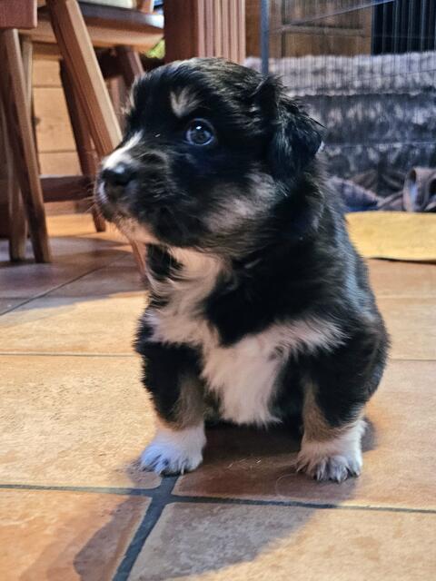 Australian Shepherd Welpen Australian Shepherd 4 Wochen