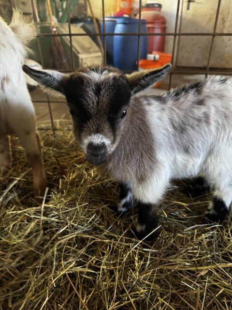 Zwergziegen Babys