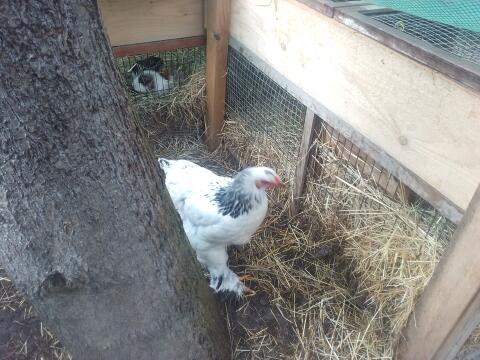 Brahma-Paar Weiß-Schwarz Columbia